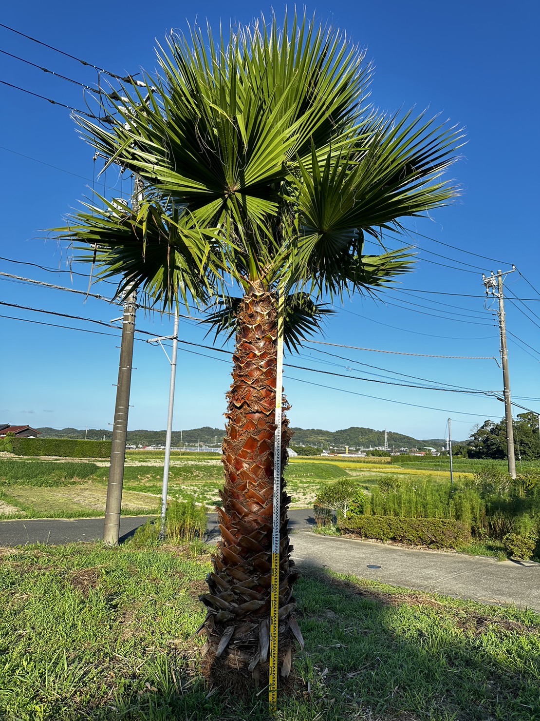 ワシントンヤシ|幹高２.５m|全長4m｜ヤシの木で南国風の庭をデザインするなら中島造園へ｜東京・千葉・神奈川・埼玉