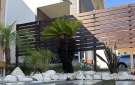 ソテツ 二股|幹高1.3m|