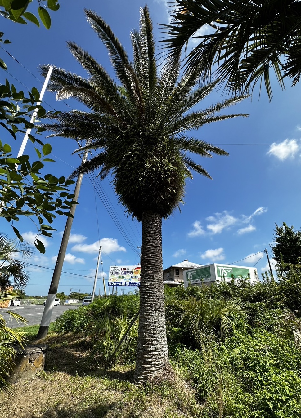 ストア ヤシの木を植えるのは最近自宅に流行ってるようです