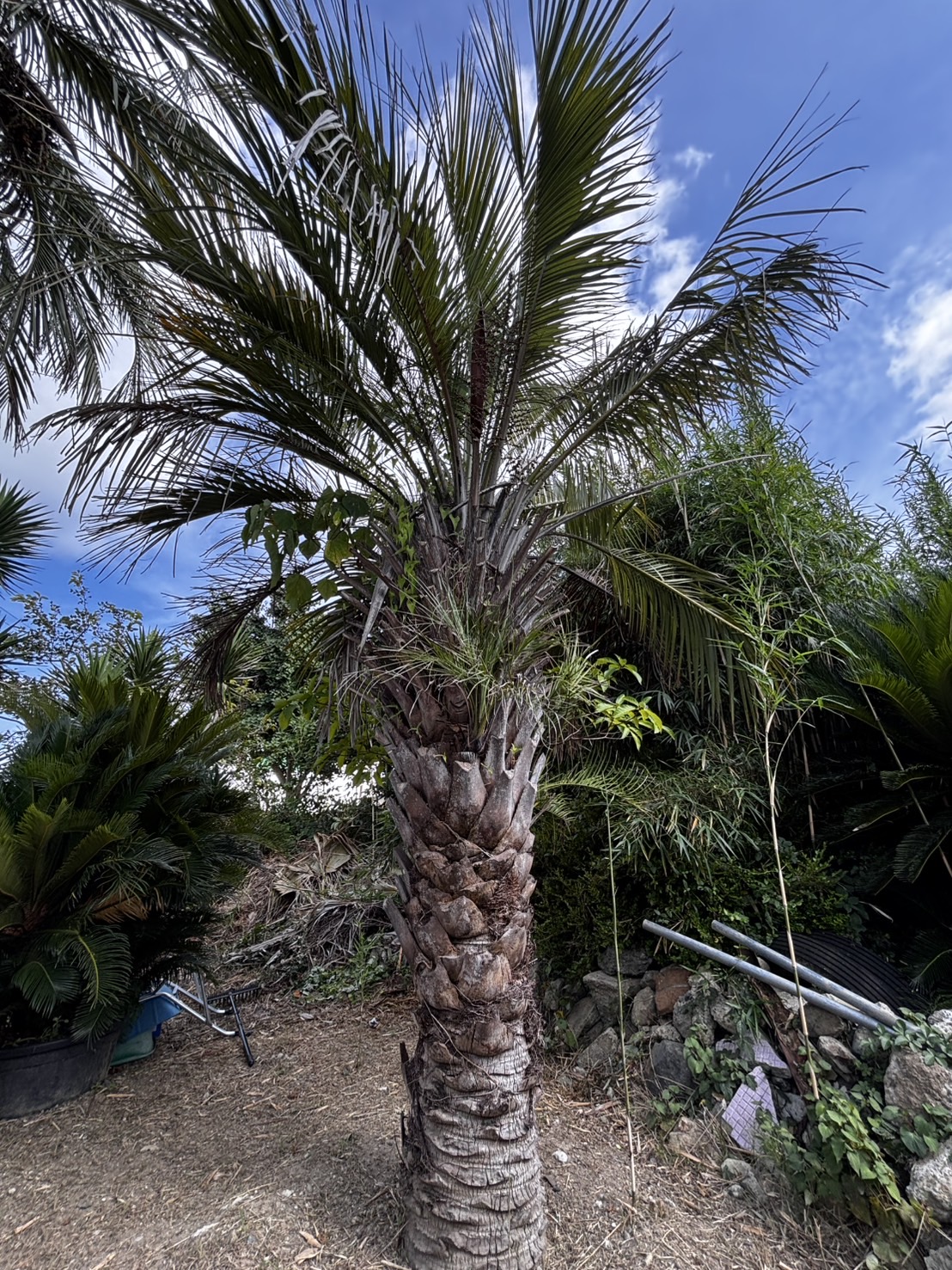 ココスヤシ｜ヤシの木で南国風の庭をデザインするなら中島造園へ