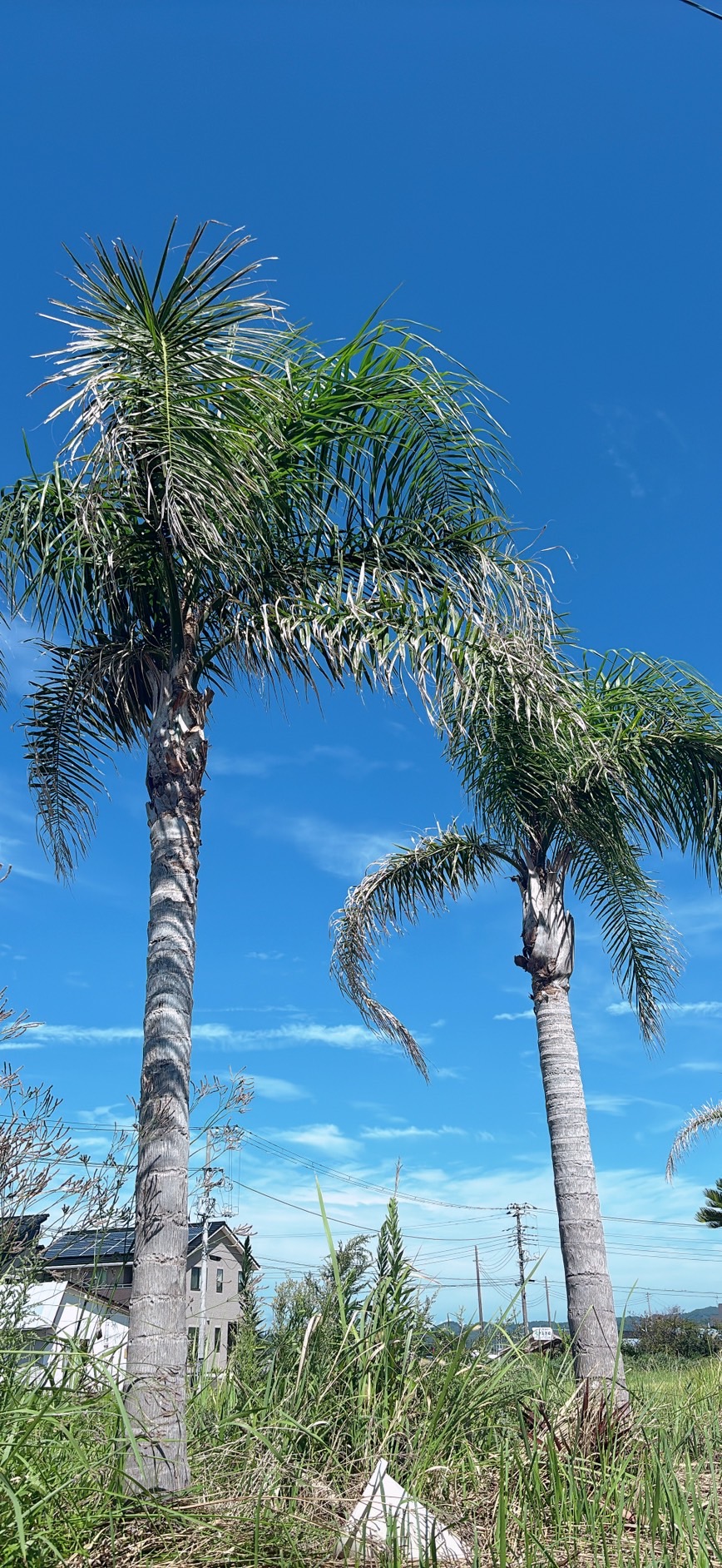 女王ヤシ　観葉植物 女王ヤシ（ギリバヤシ）｜株式会社洋香園（公式ホームページ）