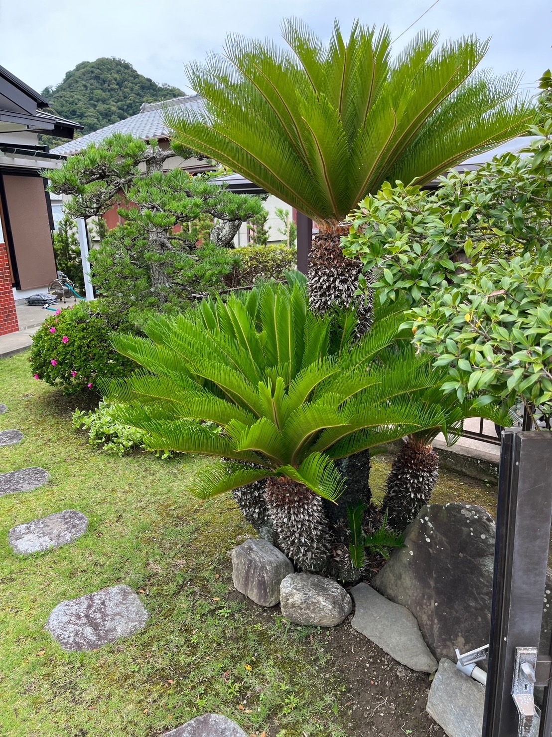 和モダン 玄関アプローチにソテツ移植｜ヤシの木で南国風の庭をデザインするなら中島造園へ｜東京・千葉・神奈川・埼玉