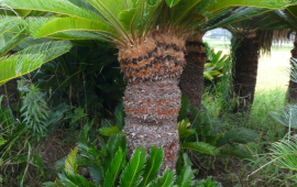 ソテツ　¥50,000