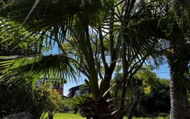 ワシントンヤシ