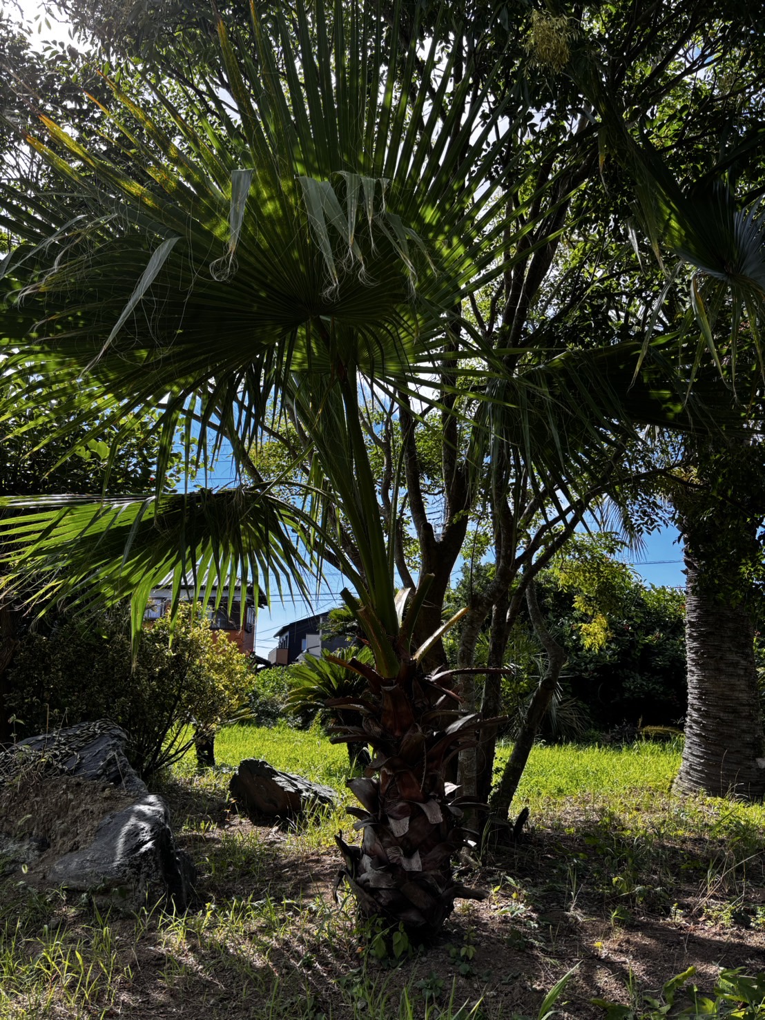 ②高さ約120㎝位で葉もきれいでバランスの取れた極上ワシントンヤシ ①高さ約120㎝位で葉もきれいでバランスの取れた