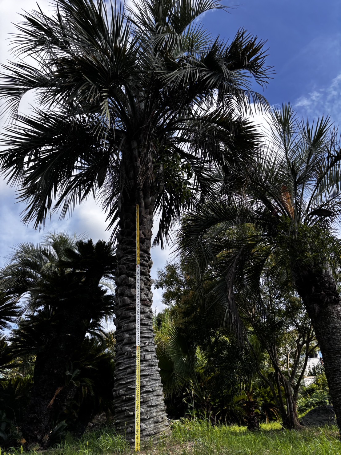 カナリーヤシ｜ヤシの木で南国風の庭をデザインするなら中島造園へ