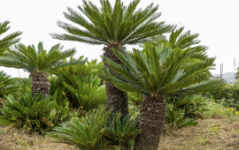 ソテツ　¥105,000