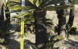 ソテツ　¥35,000