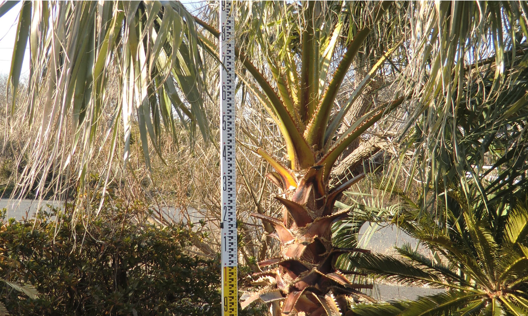 ワシントンヤシ 地植え 【横浜市引き取り可能な方】