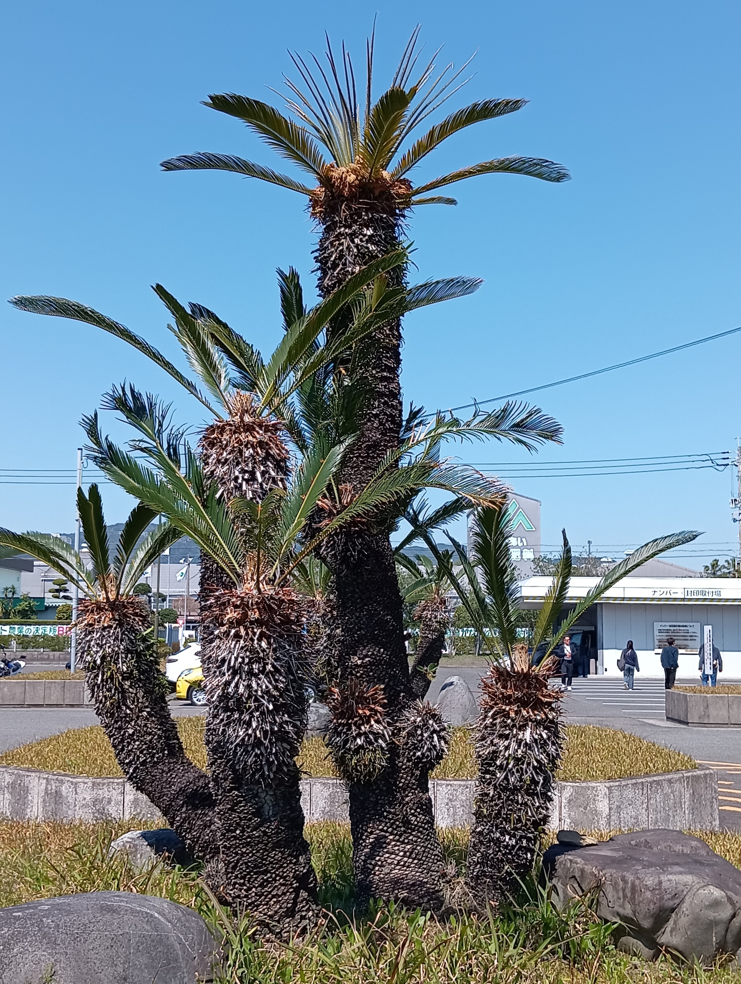 ソテツヤシ
